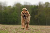 DOGUE DU TIBET 788
